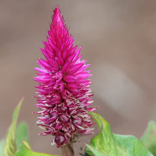 Cockscomb