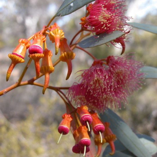 Coral Gum