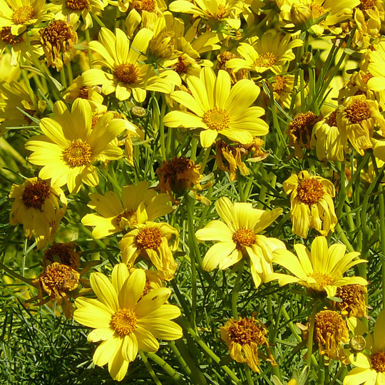 Coreopsis