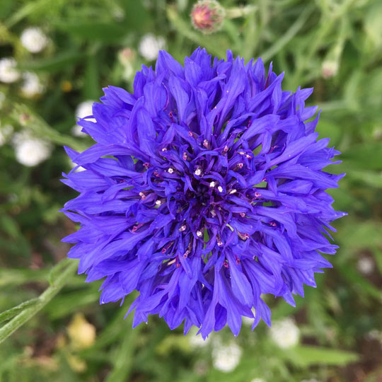 Cornflower