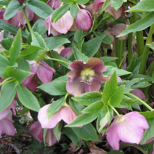 Corsican Hellebore