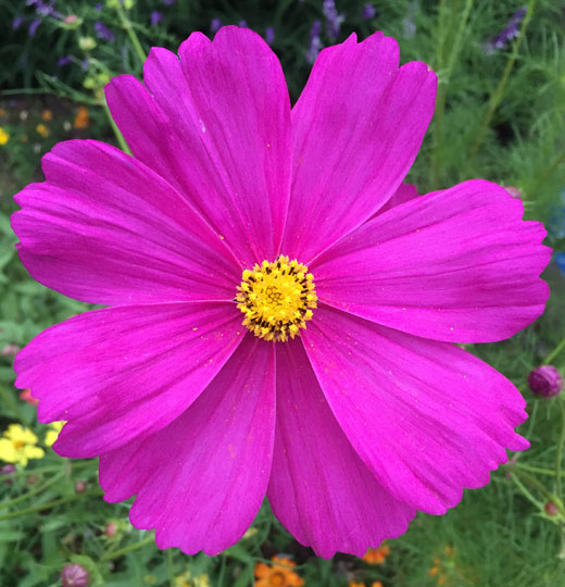 Cosmos bipinnatus