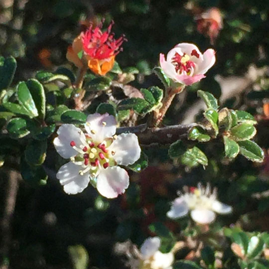 Cotoneaster