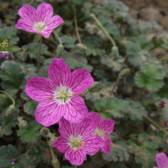 Crane’s Bill