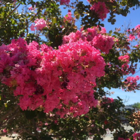 Crape Myrtle