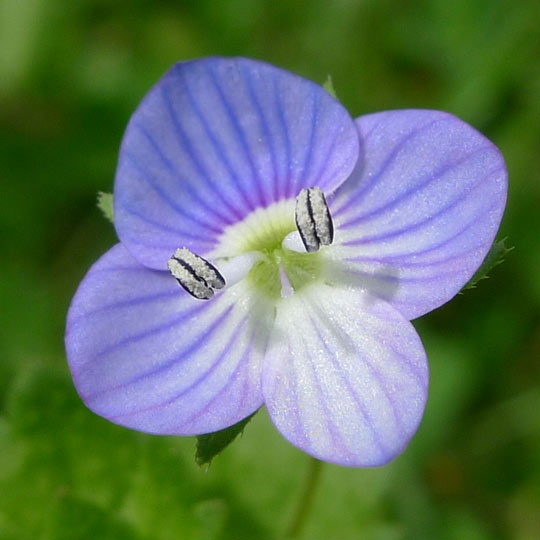 Creeping Speedwell