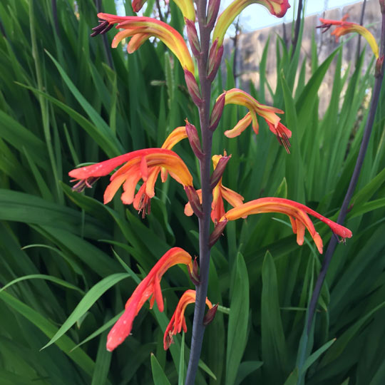 Crocosmia