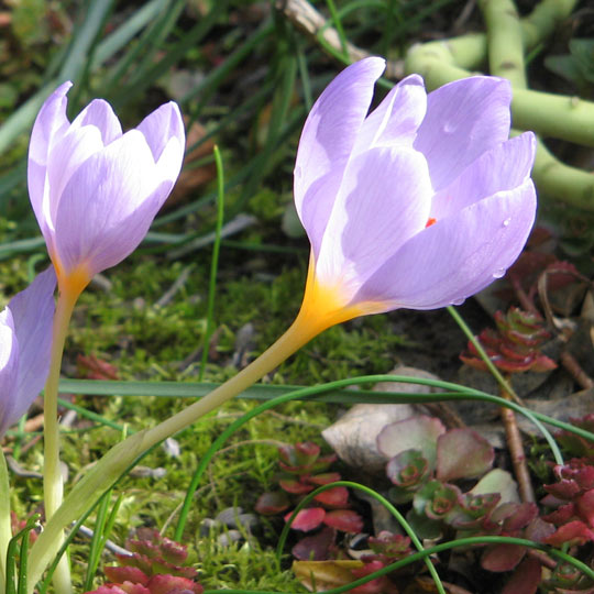 Crocus