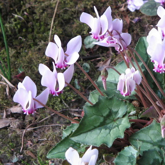 Cyclamen Hederifolium