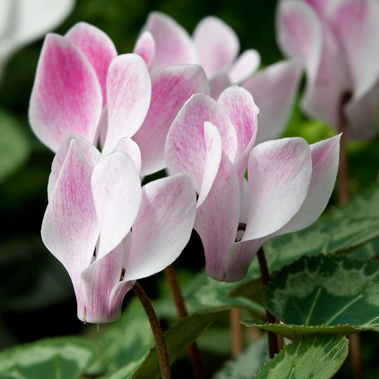 Cyclamen