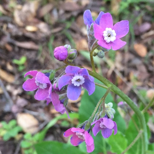 Cynoglossum-Grande