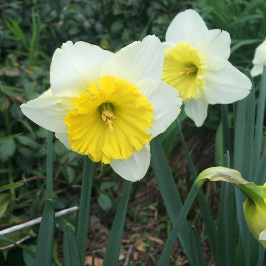 Daffodil