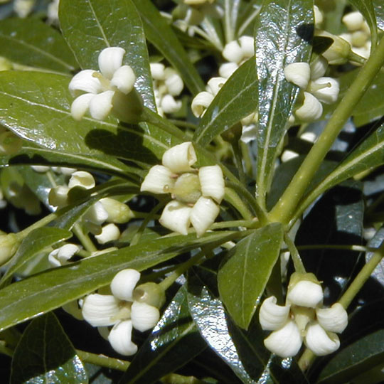 Diamond Leaf Pittosporum