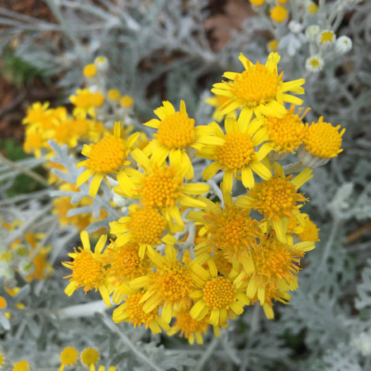 Dusty Miller 