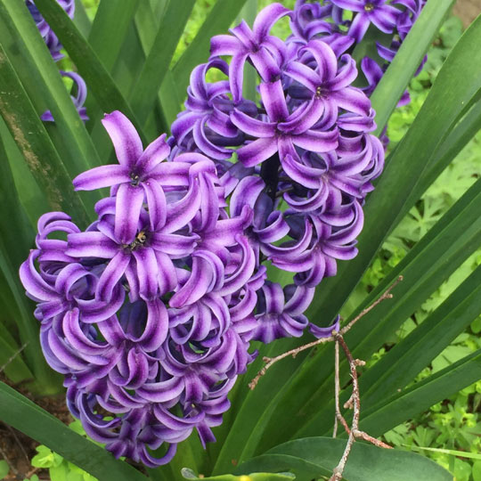 Dutch Hyacinth