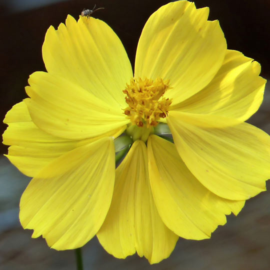 Dwarf Coreopsis