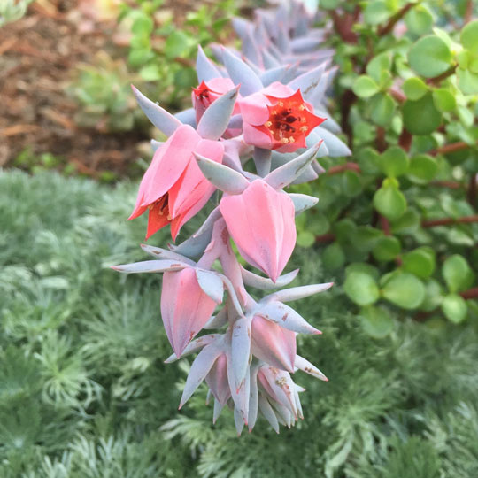 Echeveria (Blue Curls)