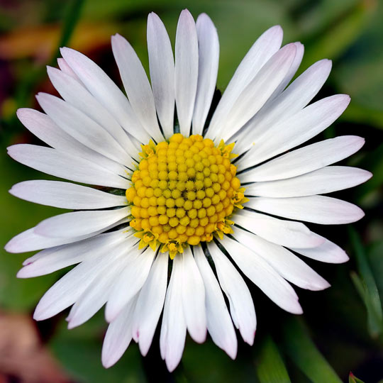 English Daisy