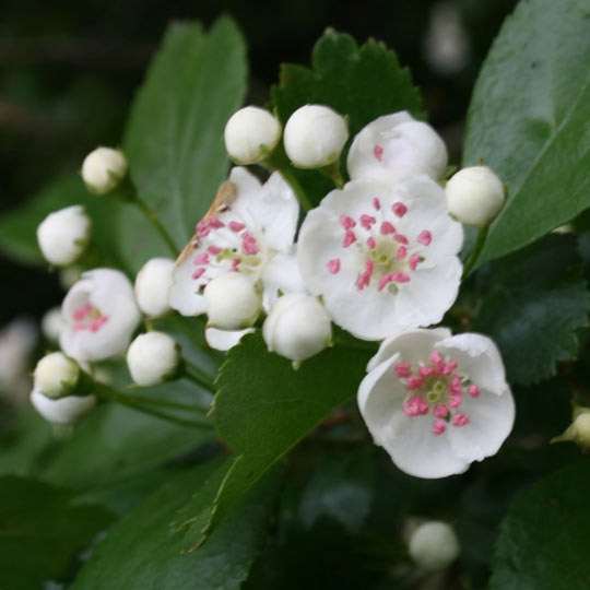 English Hawthorn