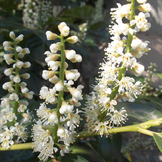 English Laurel