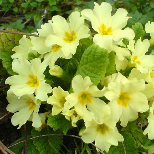 English Primrose