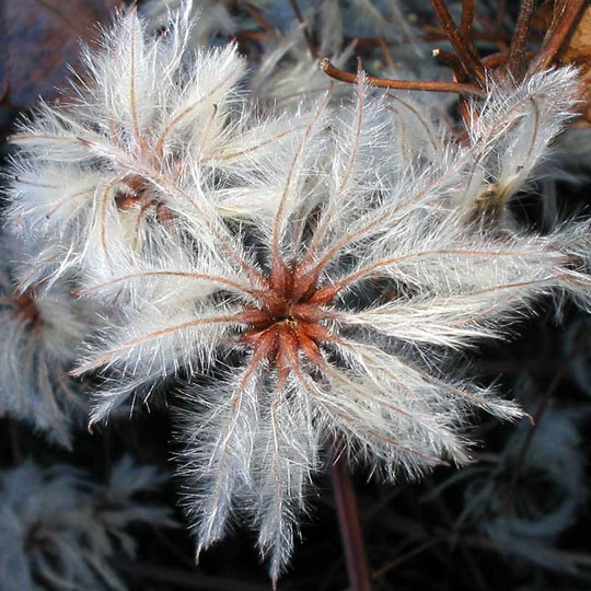 Evergreen Clematis