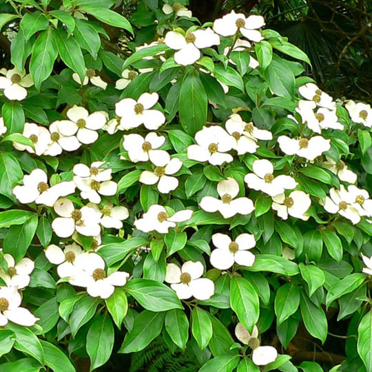 Evergreen Dogwood