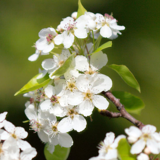 Evergreen Pear