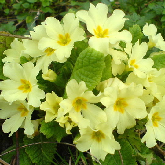 Fairy Primrose