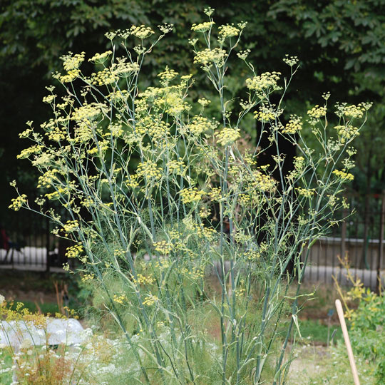 Fennel