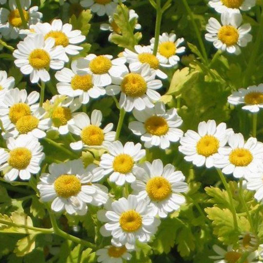 Feverfew