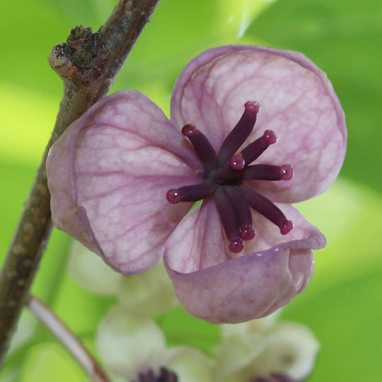 Fiveleaf Akebia