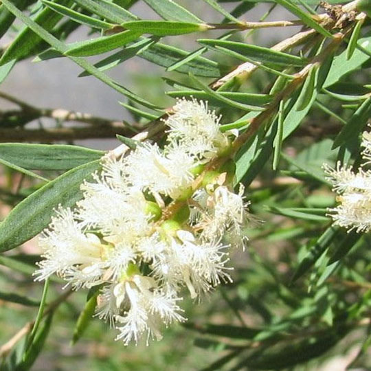 Flaxleaf Paperbark