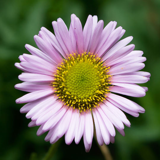 Fleabane