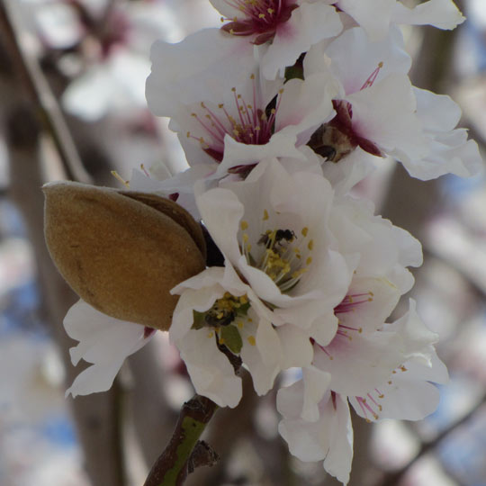 Flowering Almond