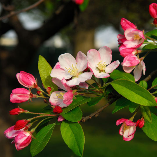 Flowering Crabapple