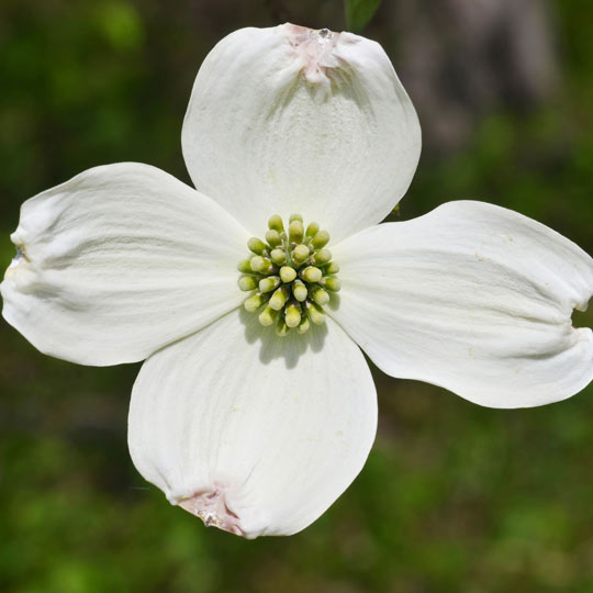 Flowering Dogwood