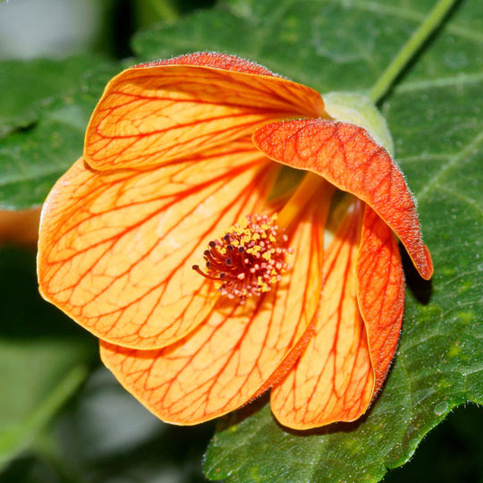 Flowering Maple