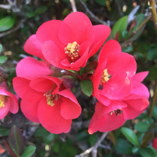 Flowering Quince