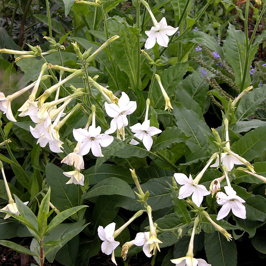 Flowering Tobacco