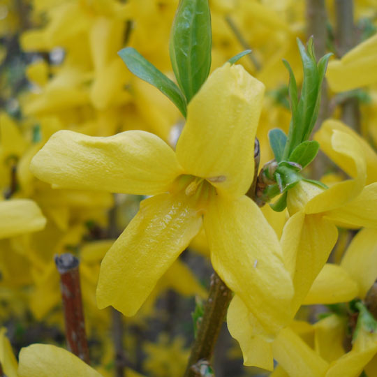 Forsythia