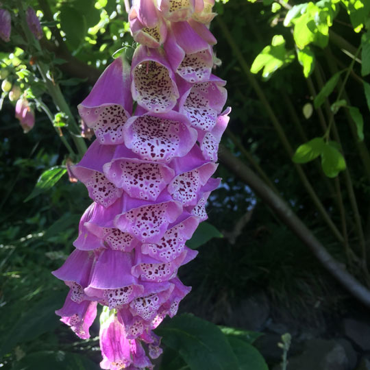 Foxglove