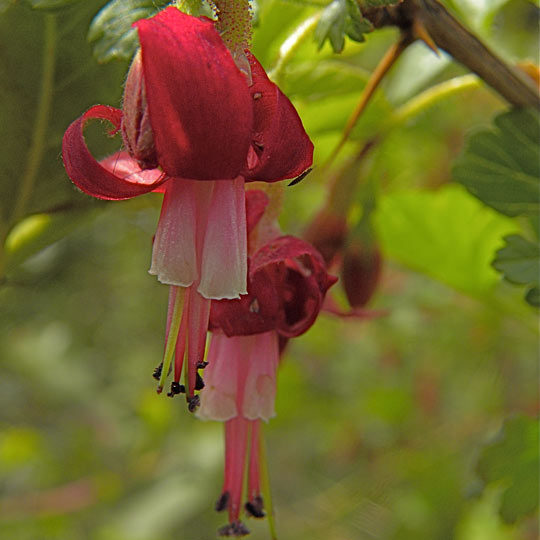 Fuchsia Flowered Gooseberry