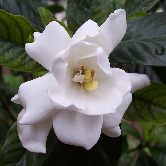 Gardenia