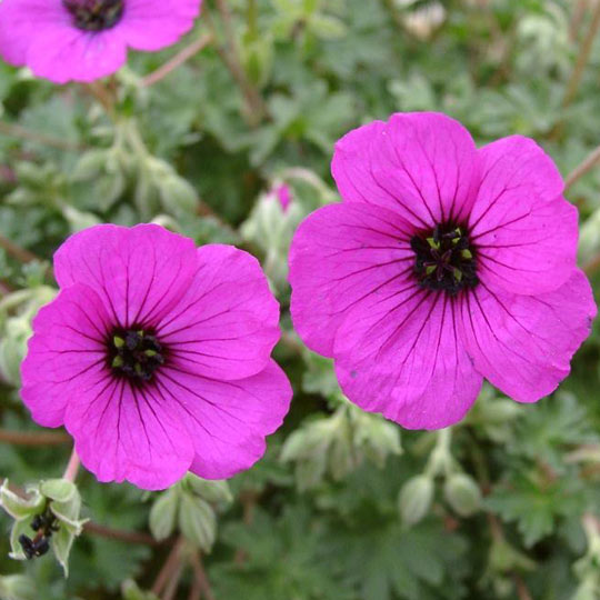 Geranium