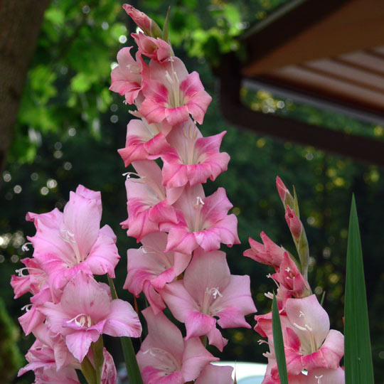 Gladiolus