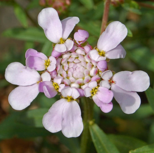 Globe Candytufts