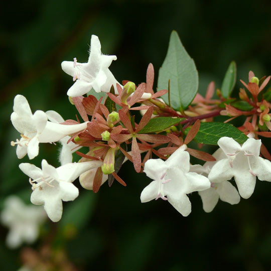 Glossy Abelia