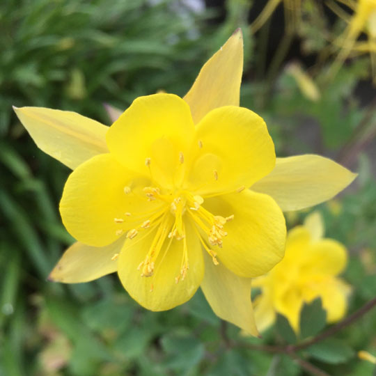 Golden Columbine