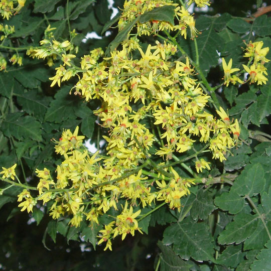 Goldenrain Tree